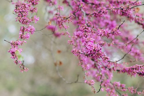 Free Close-up of vivid pink Chinese redbud flowers in bloom, perfect for spring themes. Stock Photo
