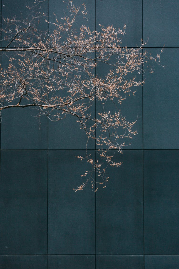 Branches Of Tree Against Wall