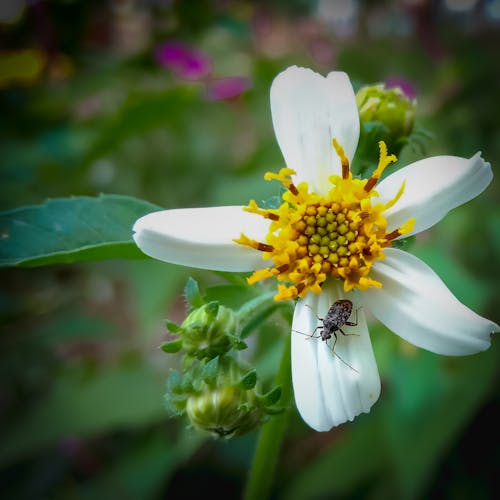 害虫, 花の無料の写真素材