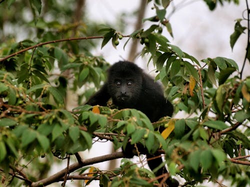 A  Macaque Siting on a Tree Branch