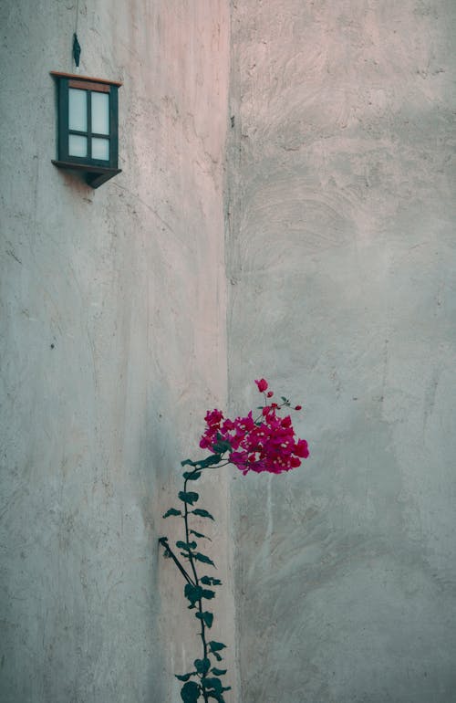 Pink Flower on Window