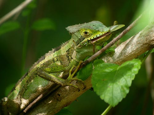 A Common Chameleon Perched on a Tree Branch