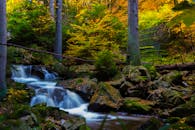 宁静的溪流穿过苔藓覆盖的森林，展现出充满活力的秋色