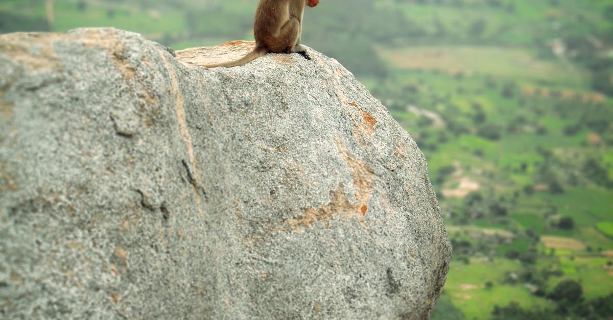 Free stock photo of monkey, monkey in top of the mountain, monkey on rock