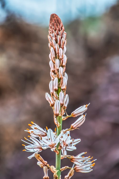 Asphodel Flowers in Close-up Photography