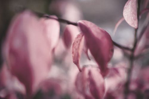 Foto stok gratis alam, berwarna merah muda, bokeh