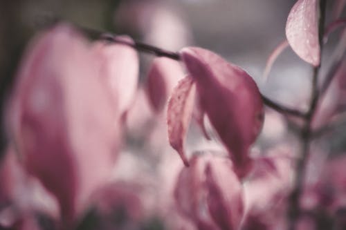 Free stock photo of background, bokeh, leaves