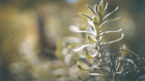 Foto d'estoc gratuïta de arbre, bokeh, càlid