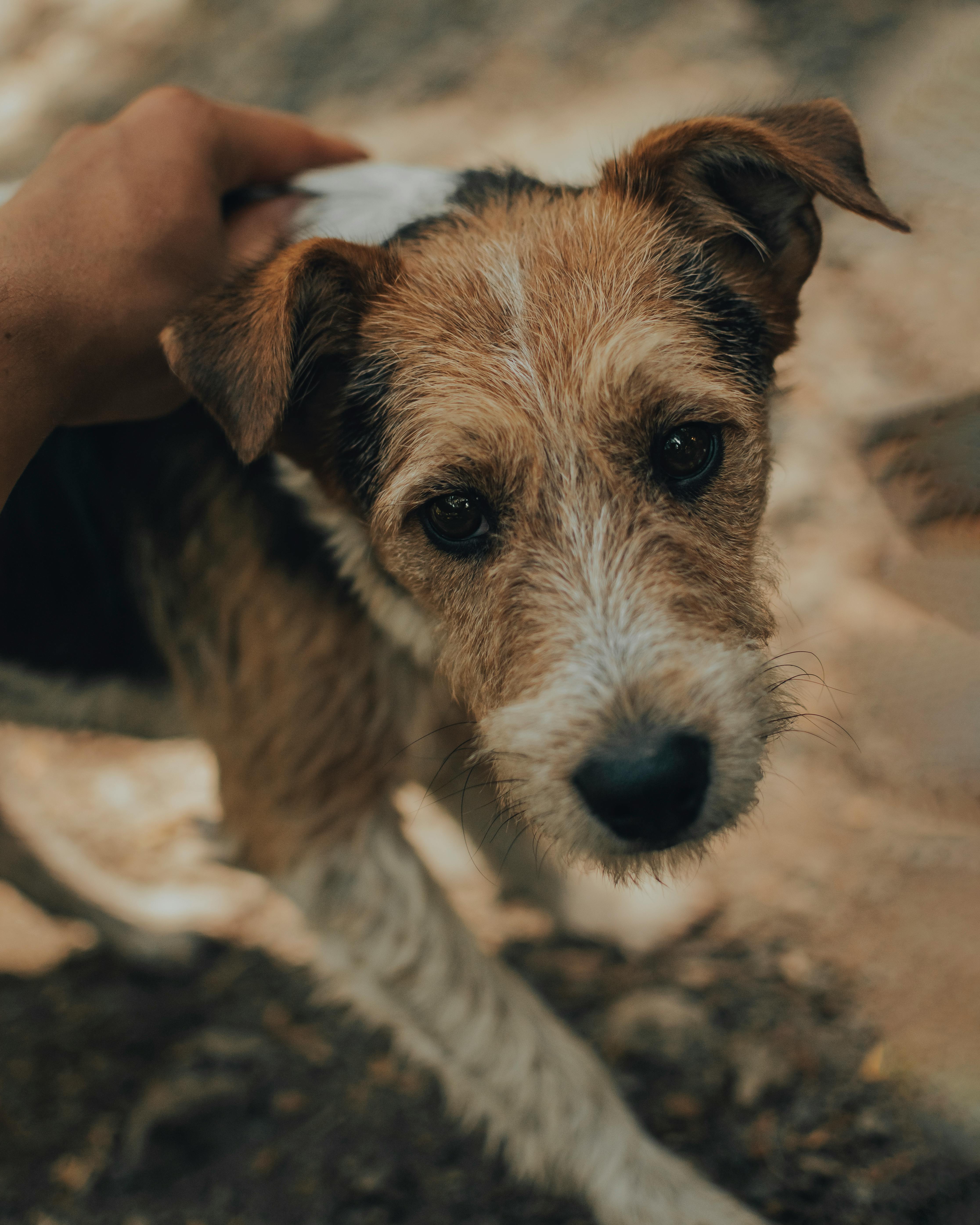 Why Do Dogs Have Wet Noses? Discover The Fascinating Truth! 4 What Your Dog’s Nose Says About Their Emotions: The Fascinating Connection