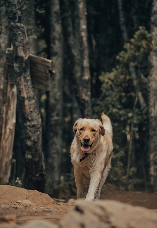 A Dog Unleash in the Forest