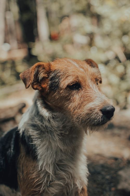 Free A cute terrier dog gazing thoughtfully outdoors, surrounded by blurred forest scenery. Stock Photo