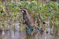 A Raccoon Standing in the Swamp