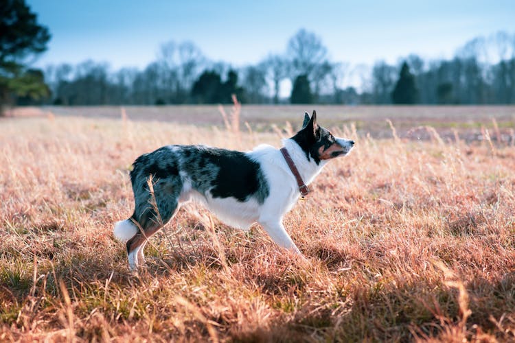 Border Collie Running On Grass