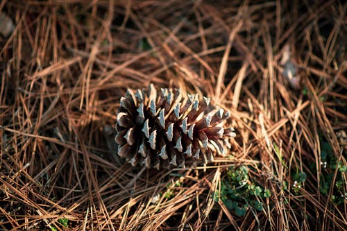 Free Pine Cone in Tilt Shift Lens  Stock Photo