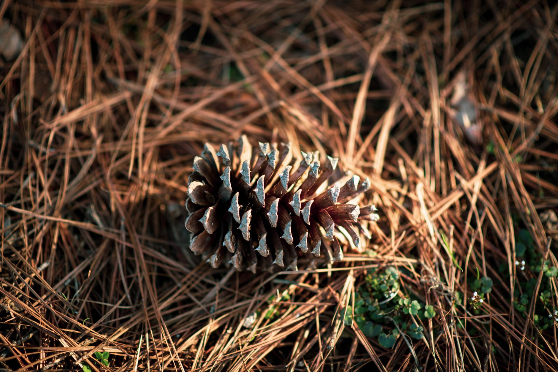 pinecone vector