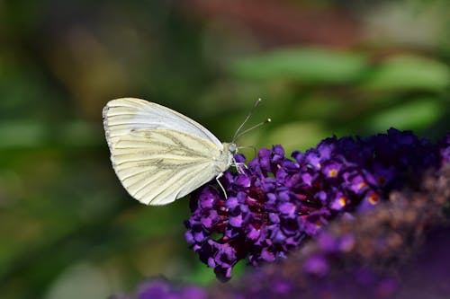 Macro Photography of White Butterfly perched on a Flower 