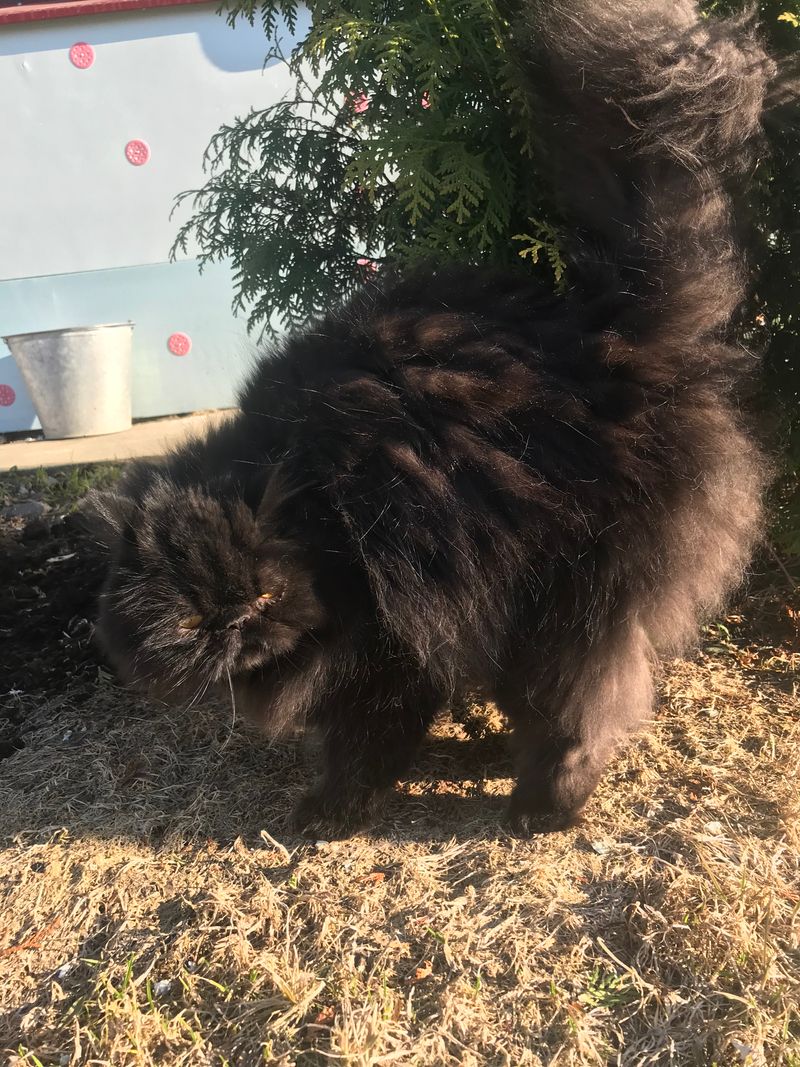 Black cat sitting outdoors