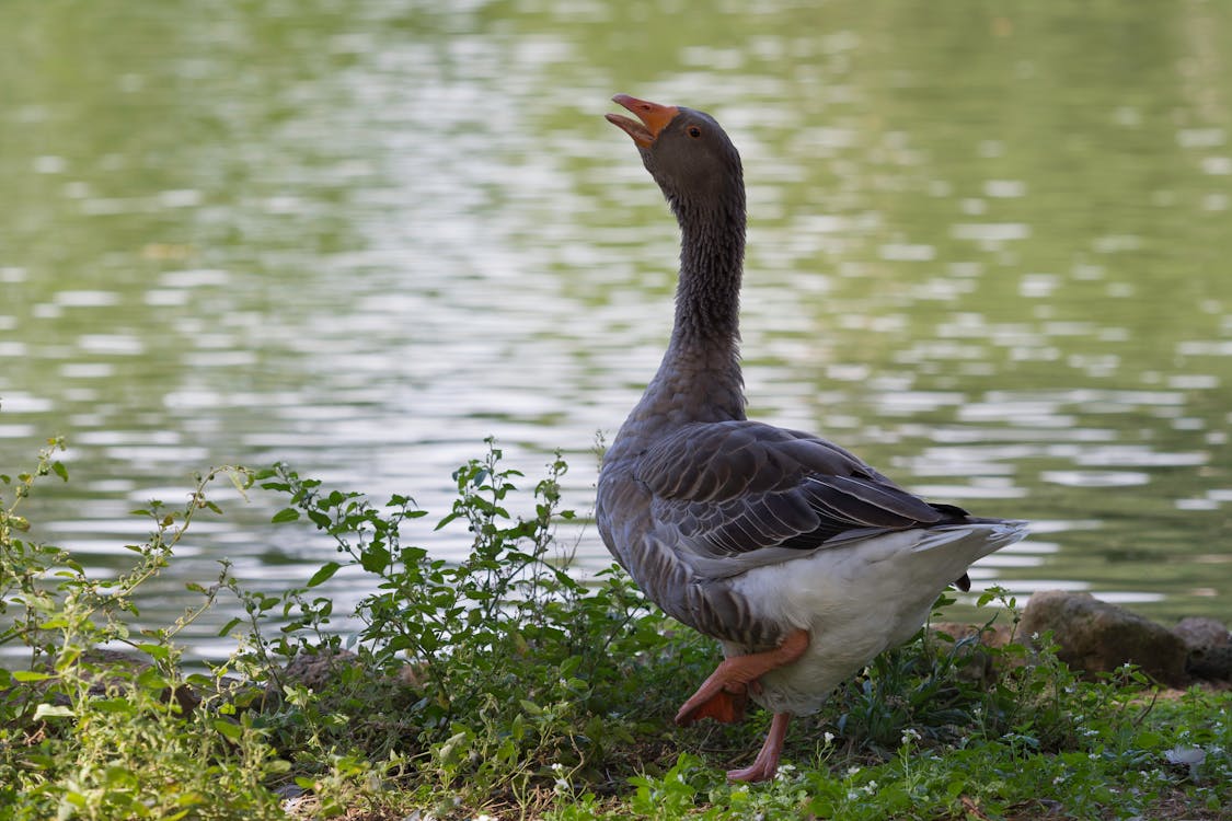 Close-up Photo of Goose near Body of Water 