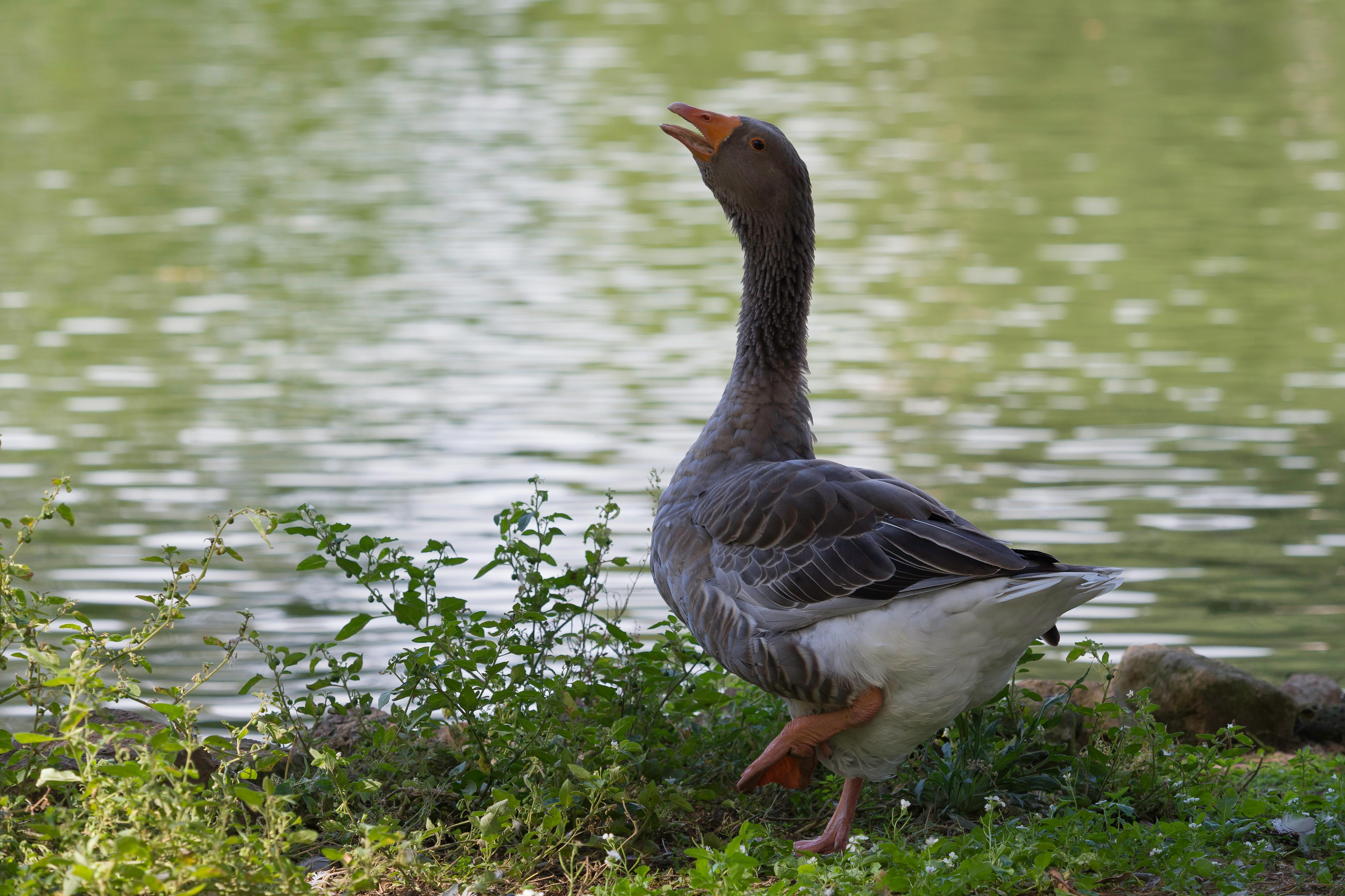 Goose on Body of Water · Free Stock Photo Goose on Body of Water · Free Stock Photo