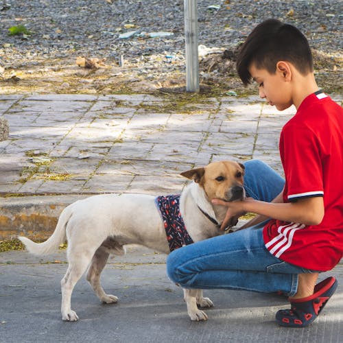 çocuk bakımı, köpek eğitmek, moda köpek içeren Ücretsiz stok fotoğraf