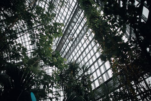 Free stock photo of berlin, botanic garden, plants