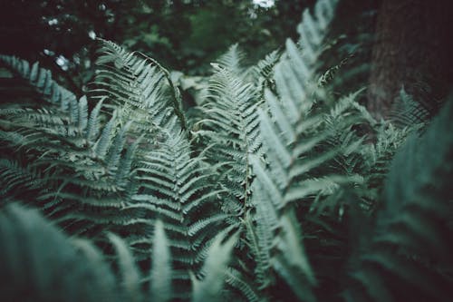 Free Green Fern Plants in Close Up Photography Stock Photo