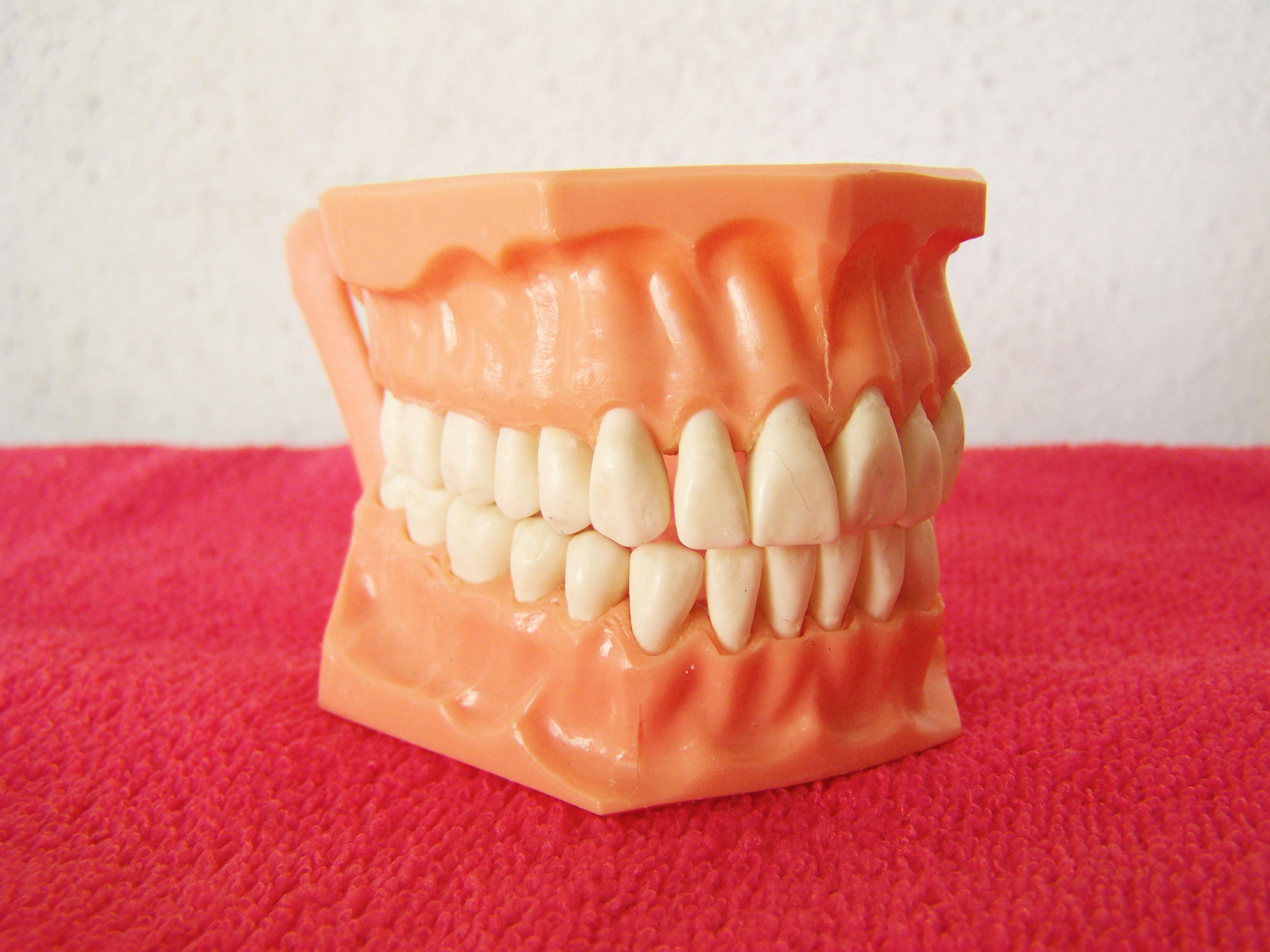 Free stock photo of dentist, jaw, teeth