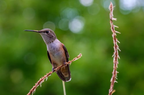 Free Brown and White Humming Bird on Brown Stem Stock Photo