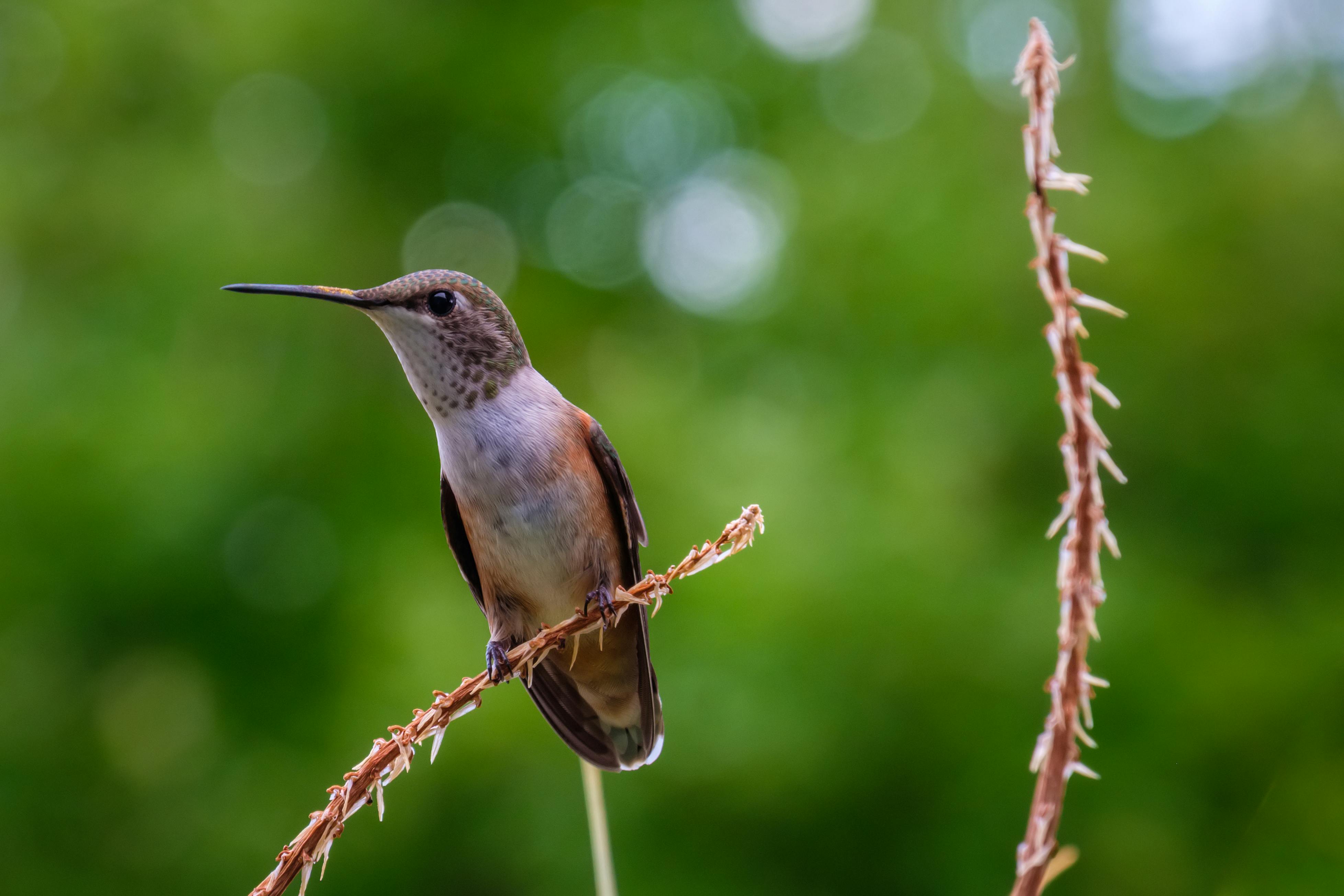 Close-Up Photo of Hummingbird · Free Stock Photo