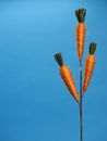 Three Orange Straw Handmade Carrots in a Stick