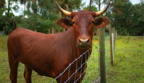 Δωρεάν στοκ φωτογραφιών με αγελάδα, αγροτικός, βόδι Φωτογραφία από στοκ φωτογραφιών