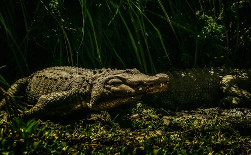 Kostenloses Stock Foto zu gefährlich, grünes gras, krokodil