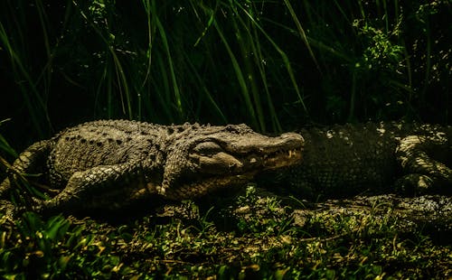 Imagine de stoc gratuită din animal sălbatic, crocodil, faună sălbatică