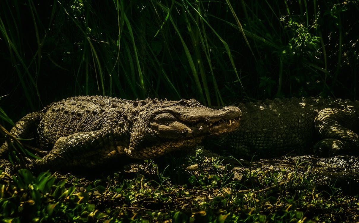 Foto d'estoc gratuïta de animal salvatge, Cocodril, depredador