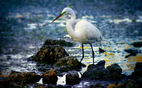 Free A majestic white egret standing in shallow rocky waters, showcasing its beauty and grace. Stock Photo