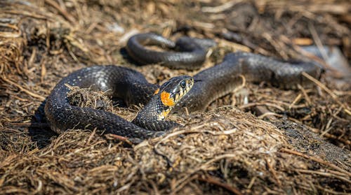 Free Close-up Photo of a Black Snake  Stock Photo