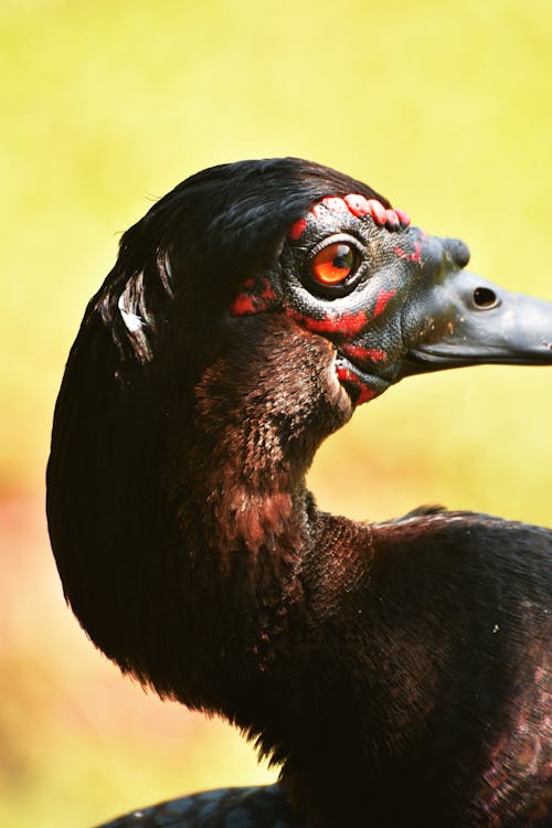 Head of Muscovy duck with black plumage