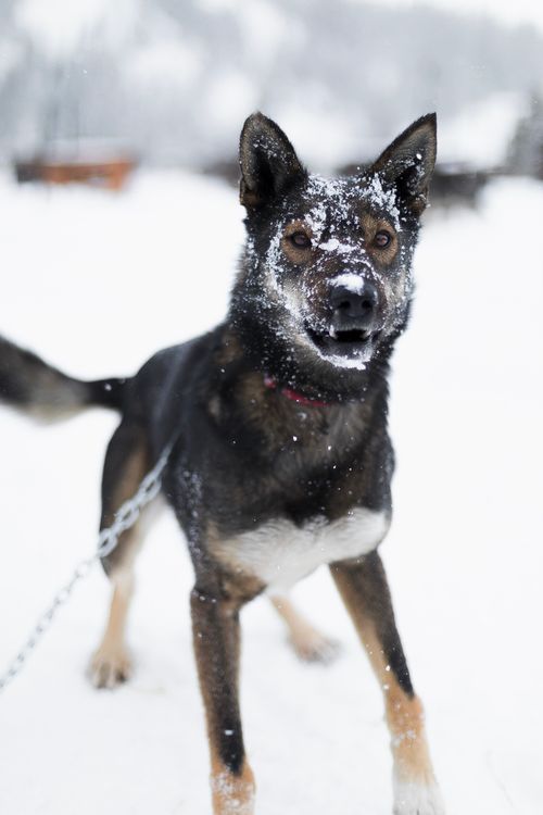 Free Playful Siberian Husky covered in snow, showcasing winter joy outdoors. Stock Photo