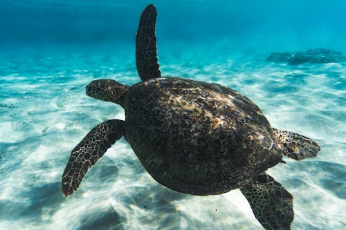 Exotic large sea turtle with spread fins swimming underwater in transparent seawater in tropics