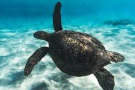Exotic large sea turtle with spread fins swimming underwater in transparent seawater in tropics