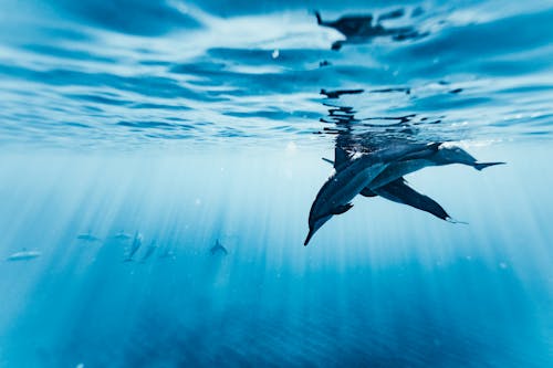 Δωρεάν στοκ φωτογραφιών με aqua, odontoceti, άγρια φύση