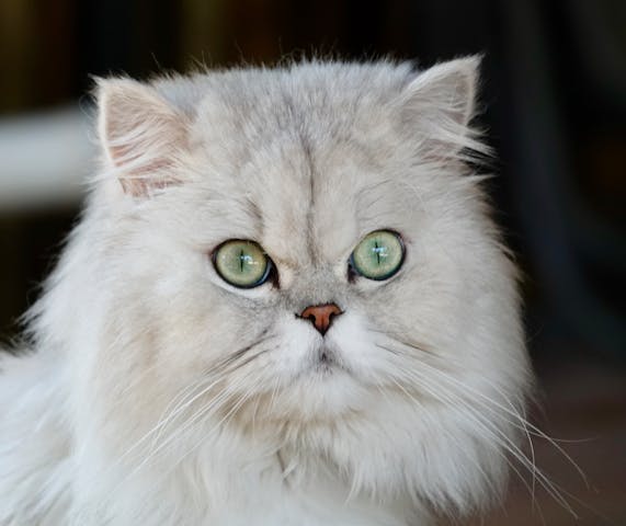 Charming Persian cat portrait showcasing its fluffy fur and striking green eyes. Ideal for pet and animal enthusiasts.