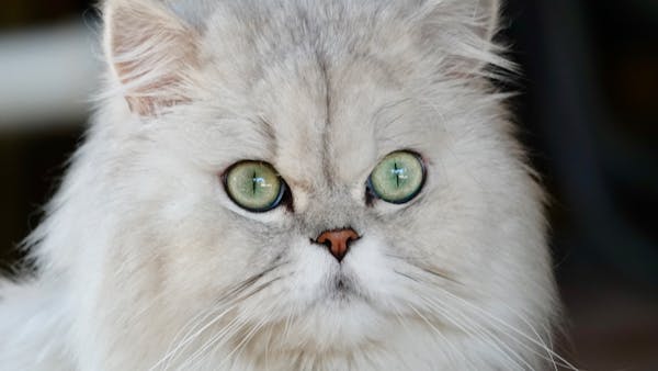 Charming Persian cat portrait showcasing its fluffy fur and striking green eyes. Ideal for pet and animal enthusiasts.