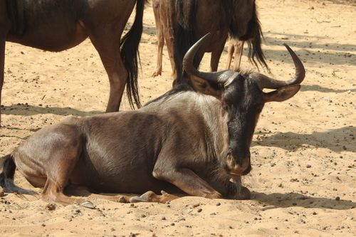 Free stock photo of blue wildebeest Stock Photo