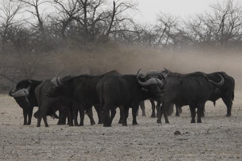 Бесплатное стоковое фото с стадо буйволов
