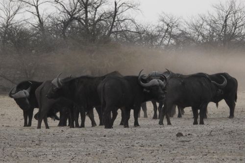 Free stock photo of buffalo herd Stock Photo