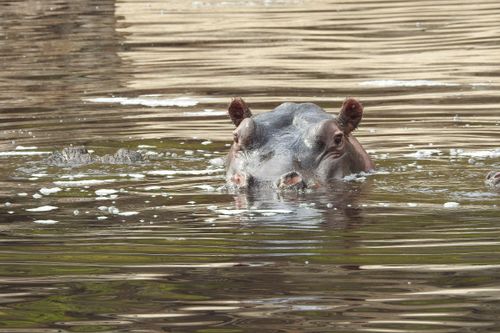 Free stock photo of hippopotamus Stock Photo