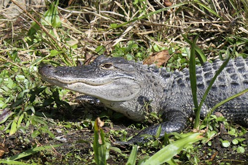 Fotobanka s bezplatnými fotkami na tému čierna, divočina, krokodíl