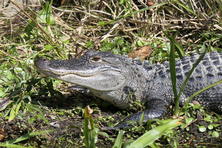 Black Crocodile On Green Grass