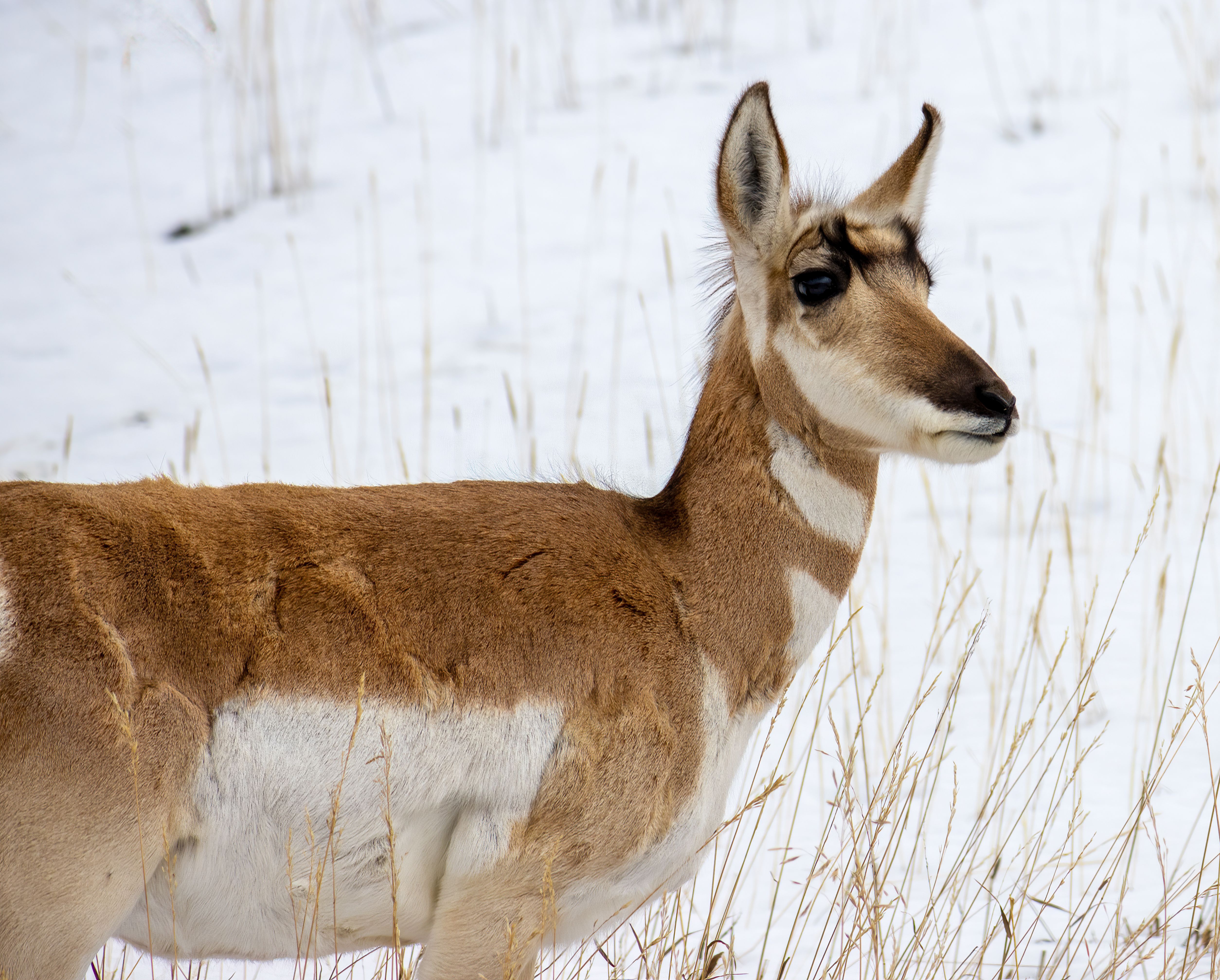 Two pronghorn antelope in grass, Yellowstone